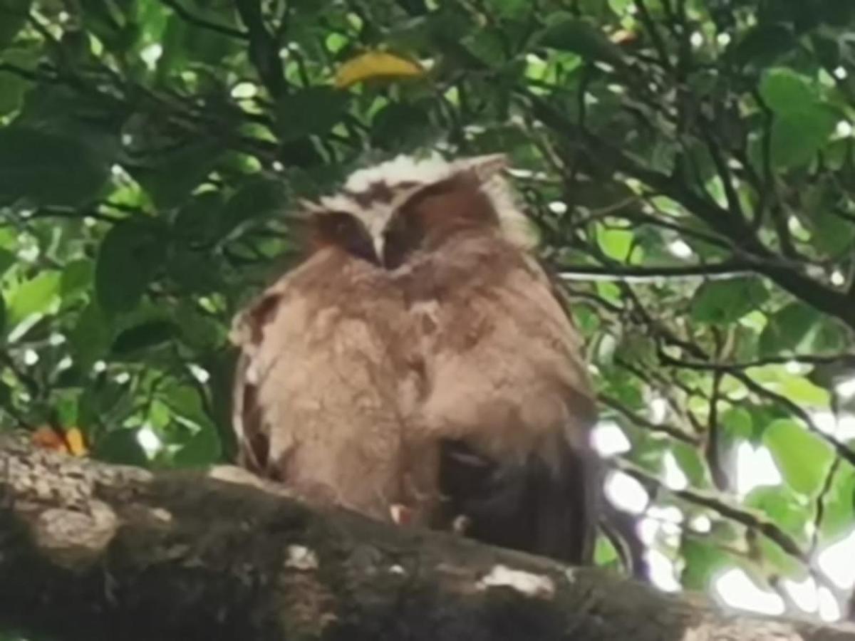 Hotel Terrazas Del Golfo La Palma Zewnętrze zdjęcie